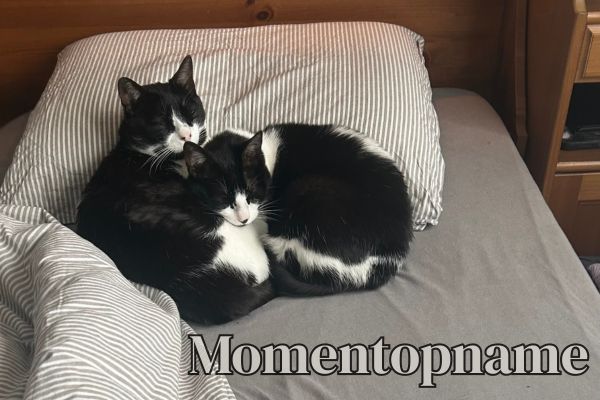 Momentopname